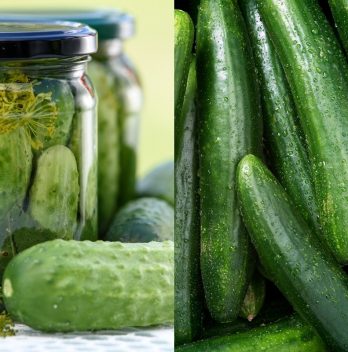 Differences Between Pickling Cucumbers vs Regular Cucumbers