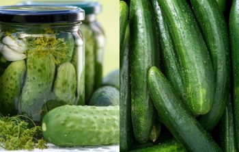 Differences Between Pickling Cucumbers vs Regular Cucumbers