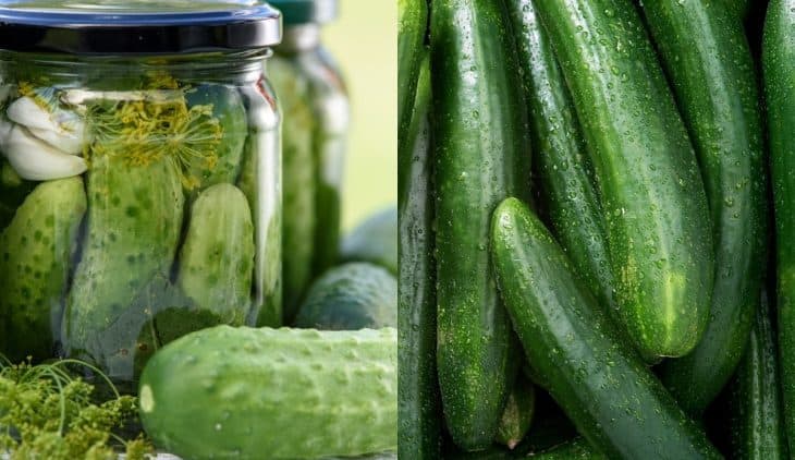 Differences Between Pickling Cucumbers vs Regular Cucumbers