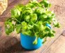 Do You Know How Much Sun Does Cilantro Needs