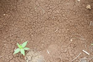 Does Adding Sand To Clay Soil Work