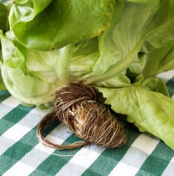 Does Lettuce Grow Back After Harvesting