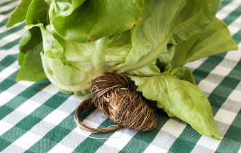 Does Lettuce Grow Back After Harvesting