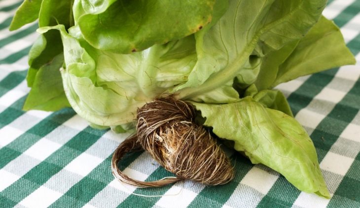 Does Lettuce Grow Back After Harvesting