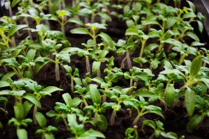 How Long For Tomatoes To Germinate – Number Of Days To Germination