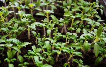 How Long For Tomatoes To Germinate – Number Of Days To Germination