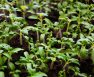 How Long For Tomatoes To Germinate – Number Of Days To Germination