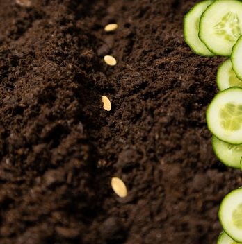 How Many Cucumber Seeds Per Hole Should You Plant