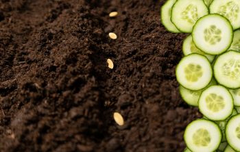 How Many Cucumber Seeds Per Hole Should You Plant