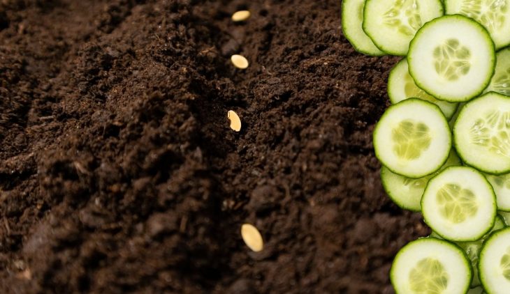 How Many Cucumber Seeds Per Hole Should You Plant