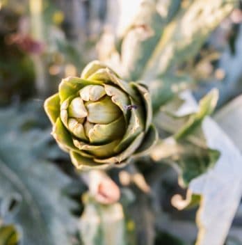 How Much Sun Do Artichokes Need Helpful Guidelines