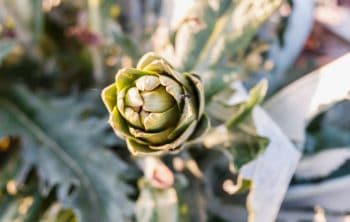 How Much Sun Do Artichokes Need Helpful Guidelines