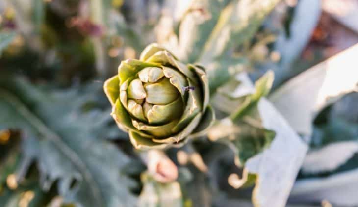 How Much Sun Do Artichokes Need Helpful Guidelines