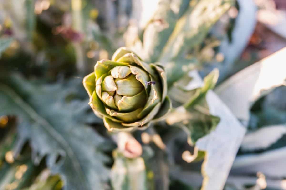How Much Sun Do Artichokes Need Helpful Guidelines
