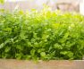 How Tall Does Cilantro Grow