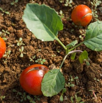 How To Add Calcium To Soil For Tomatoes