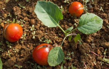 How To Add Calcium To Soil For Tomatoes