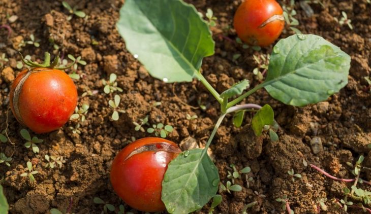 How To Add Calcium To Soil For Tomatoes