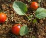 How To Add Calcium To Soil For Tomatoes