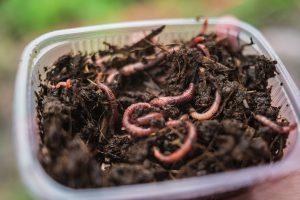 raising fishing worms