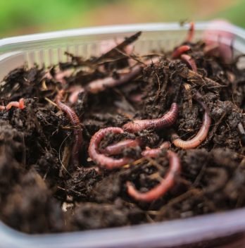 raising fishing worms