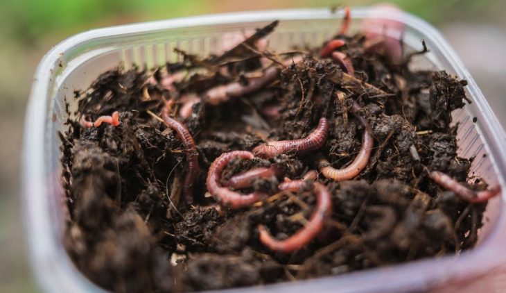 raising fishing worms