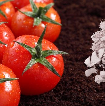 Is Adding Lime To Soil For Tomatoes A Good Idea