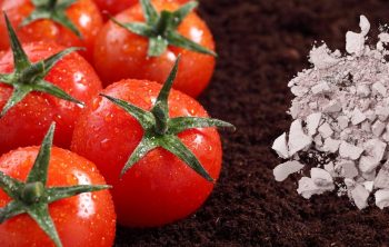 Is Adding Lime To Soil For Tomatoes A Good Idea