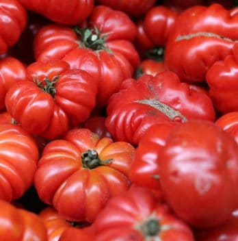 Is Beefsteak Tomato Determinate Or Indeterminate - All You Need To Know