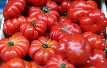 Is Beefsteak Tomato Determinate Or Indeterminate - All You Need To Know