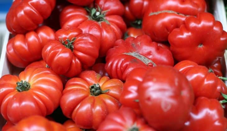 Is Beefsteak Tomato Determinate Or Indeterminate - All You Need To Know