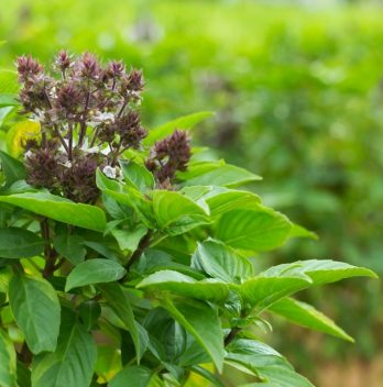 Is Sweet Basil A Perennial