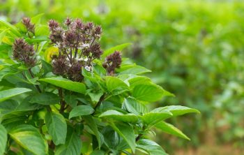 Is Sweet Basil A Perennial