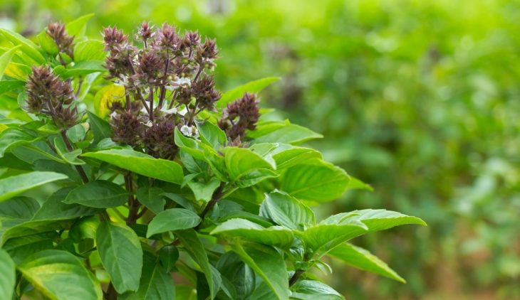 Is Sweet Basil A Perennial