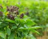 Is Sweet Basil A Perennial