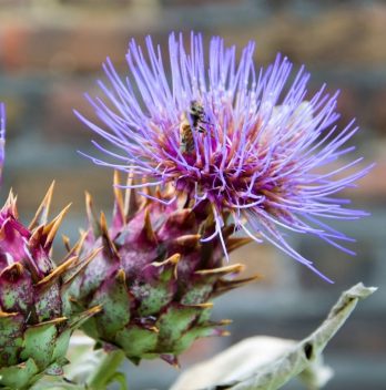 Is There A Flower That Looks Like An Artichoke