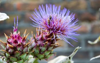 Is There A Flower That Looks Like An Artichoke