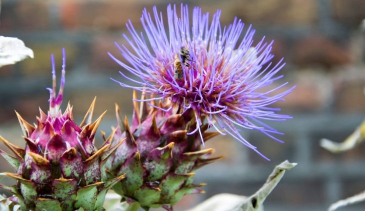 Is There A Flower That Looks Like An Artichoke