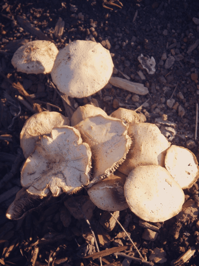 KJ 2021 11 07T060605.102