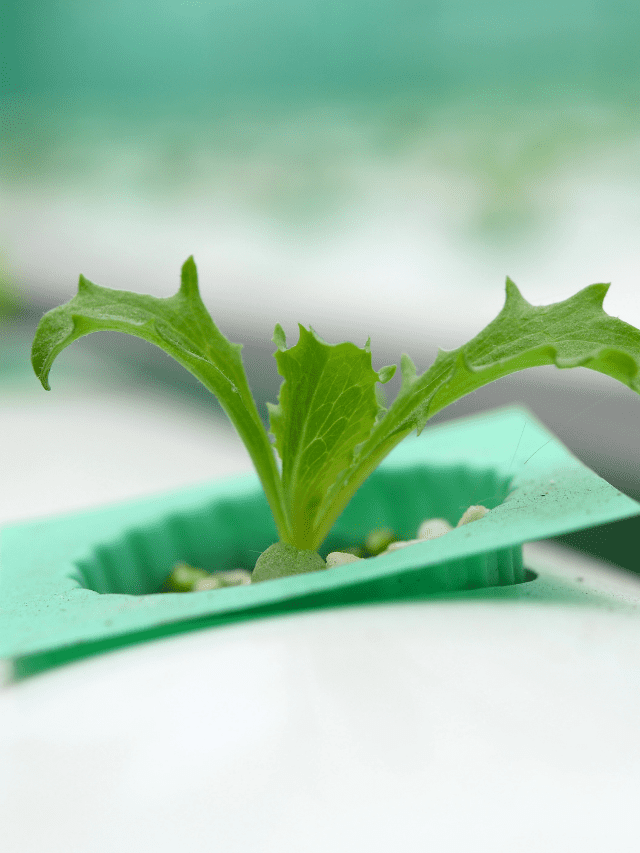 KJ 2021 11 11T040137.244