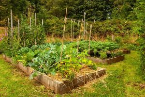 Tomato Plant Spacing Raised Bed – Spacing Requirement