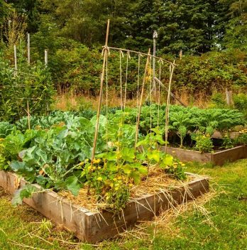 Tomato Plant Spacing Raised Bed – Spacing Requirement