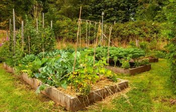 Tomato Plant Spacing Raised Bed – Spacing Requirement