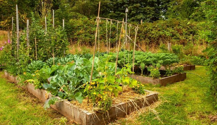 Tomato Plant Spacing Raised Bed – Spacing Requirement