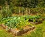 Tomato Plant Spacing Raised Bed – Spacing Requirement