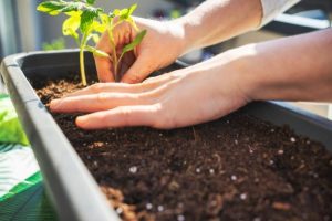 Tomato Plant Spacing Raised Bed – Spacing Requirement - Grower Today