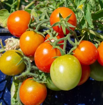 Types Of Patio Tomatoes – Useful Tips For Successful Growth