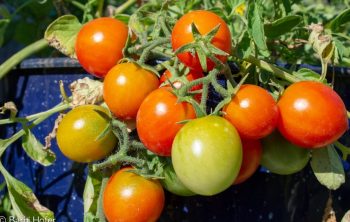 Types Of Patio Tomatoes – Useful Tips For Successful Growth