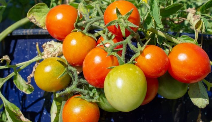 Types Of Patio Tomatoes – Useful Tips For Successful Growth