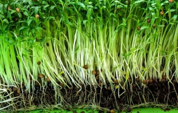 What Does Cilantro Look Like When It Sprouts